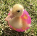 Baby duck.