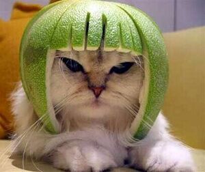 Lime-helmet-cat.jpg