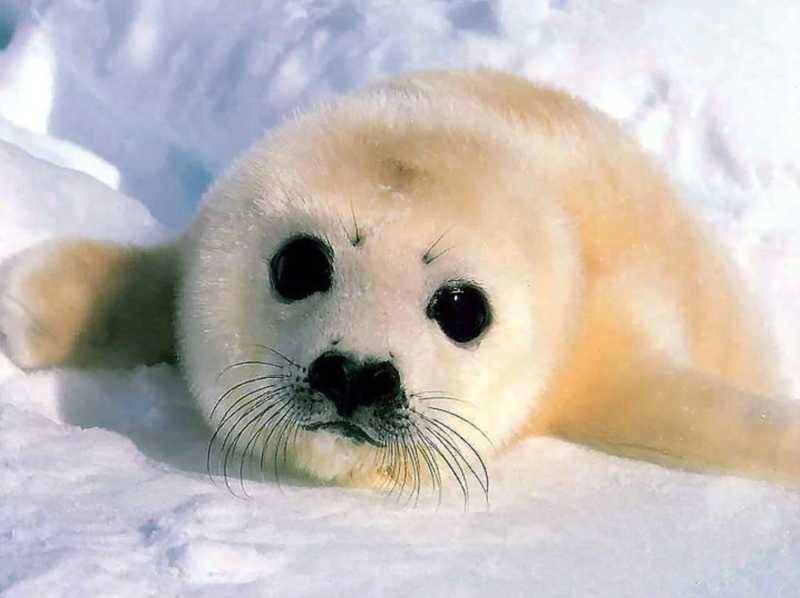 File:Harp Seal pup.png