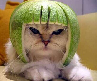 File:Lime-helmet-cat.jpg