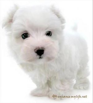A white dog.jpg