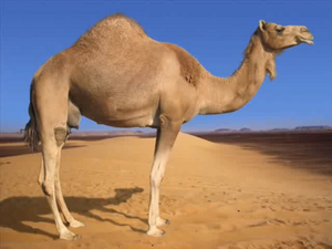 Camel.png