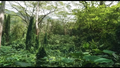 Rainforest
