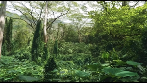 Kfee Rainforest.png