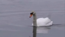 A daily life of swan