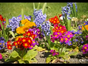 Relaxing Video 1.png