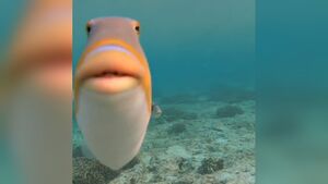 Staringfish.jpg