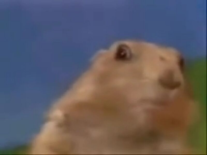 File:Dramatic Chipmunk Scary Pop Up.jpeg