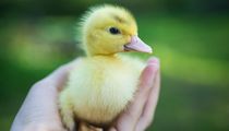 Baby Duck.