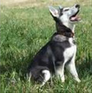 Adorablepooch.png