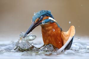 Kingfisher.jpeg