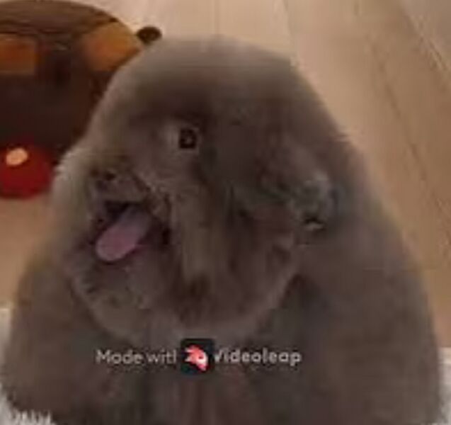 File:Cutedog.jpg