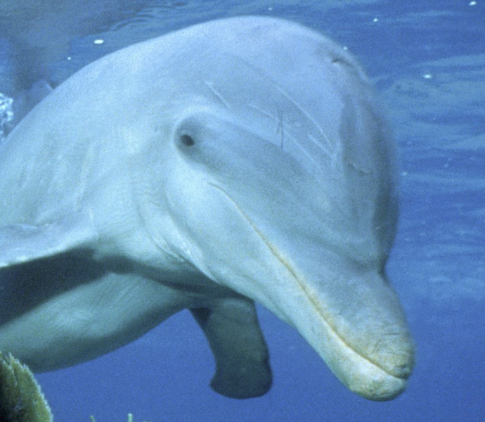 File:GI wwf-dolphin-product-image Cropped.png
