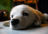 The cute Puppy shown in the video