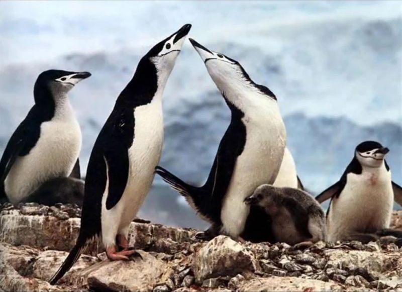 File:Penguins.jpg