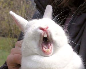 Angry-Rabbit-Face-Funny-Picture.jpg