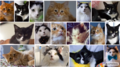 The fourth image in the video, this time depicting a rather large amount of cats, is seemingly taken from Google Images.