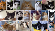 The fourth image in the video, this time depicting a rather large amount of cats, seemingly taken from Google Images.