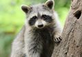Adorable Raccoon.jpg