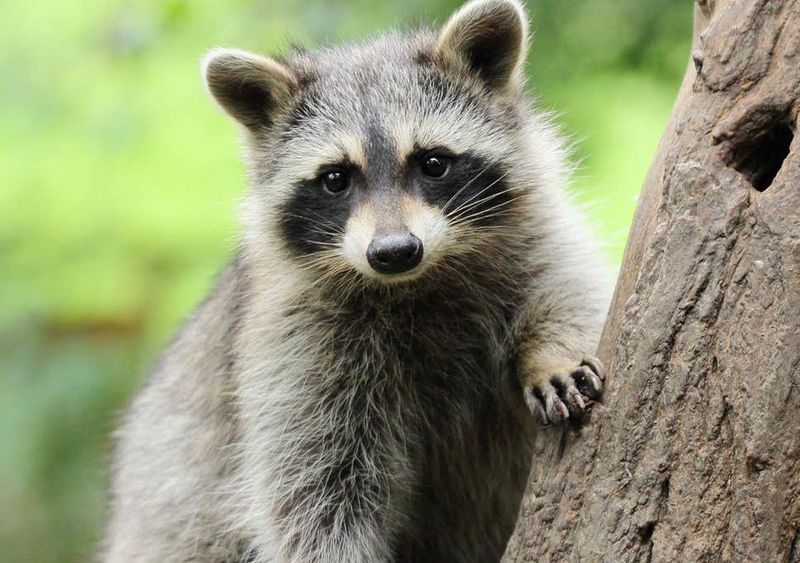 File:Adorable Raccoon.jpg