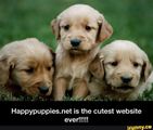 Happypuppies.net
