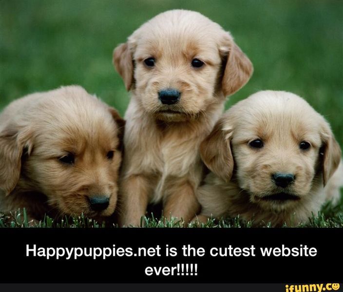 File:Happypuppies.jpg
