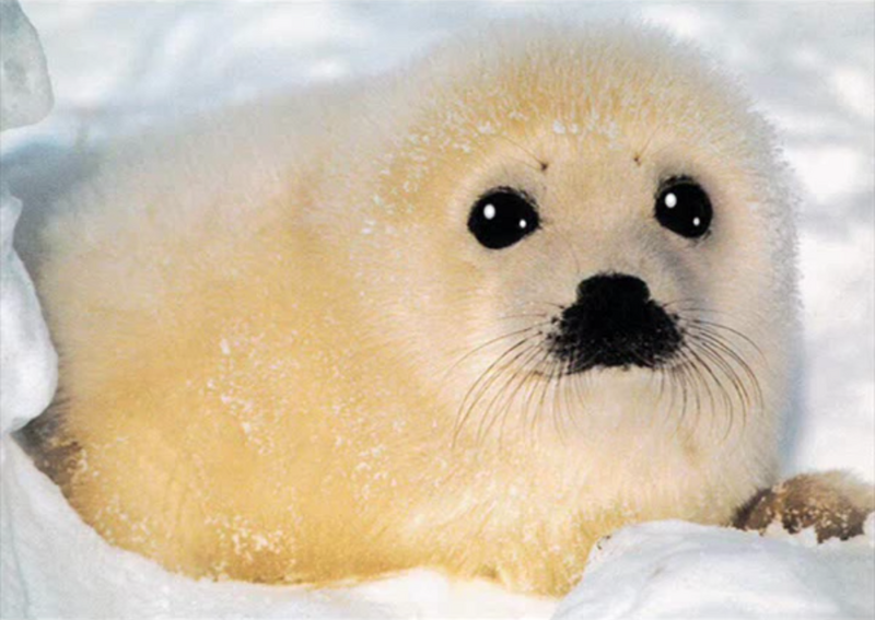 File:Supah Fwuffy Baby Seal (Not at all a Scary Pop-Up).png