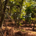 Nature (Swamp 2)