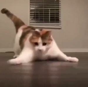 Cutecat2.png