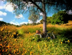 K-fee commercials - Screamer Wiki