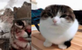 Thumbnail for version as of 08:07, 15 August 2025