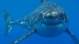 Swimmingwithsharkscary.jpg