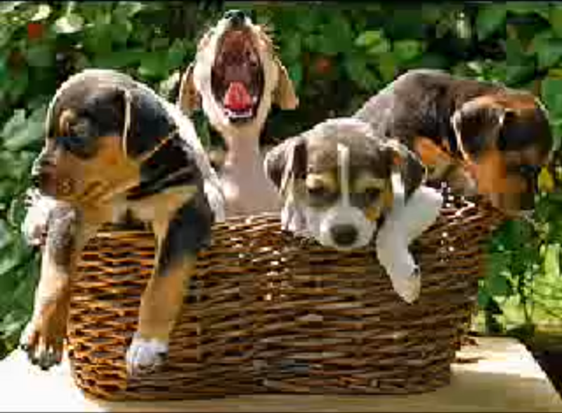 File:Thecutestpuppies.png