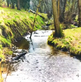 Swamp