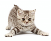 The second image, showing an alert kitten.
