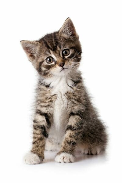 File:Kitten 1.jpg