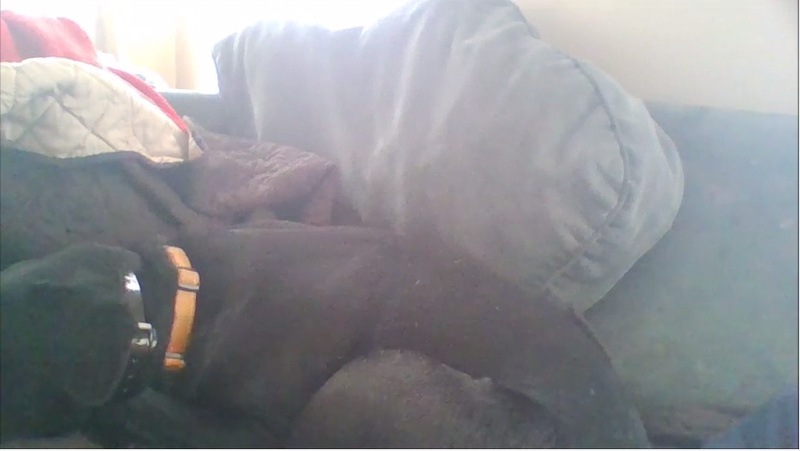 File:Sleepingpuppy.png