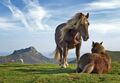 The second pre-screamer image, horses in the Basque mountains