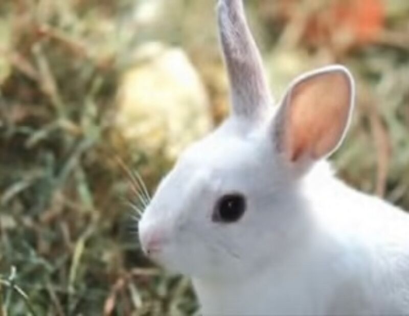 Pink Rabbit - Screamer Wiki