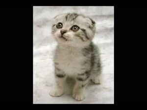 Cute Cat Gallery.jpg