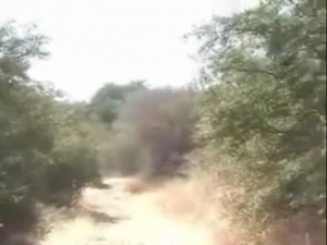 Coyote Attack Video.png