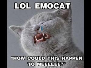 Lolcat8.png
