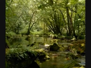 Relaxing Video 6.png