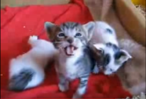 Cute Kittens LOL.png