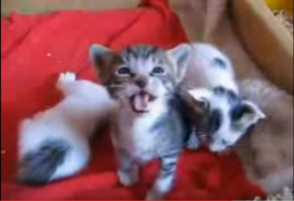 Cute Kittens LOL Screamer Wiki