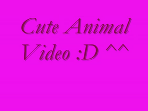 Cute Animal Video.png