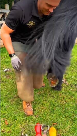 Poor horse.jpg